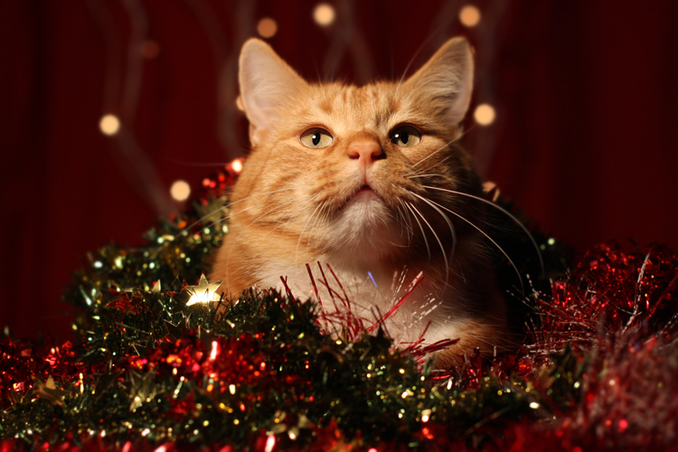 14 things introverts are sick of hearing during the holidays