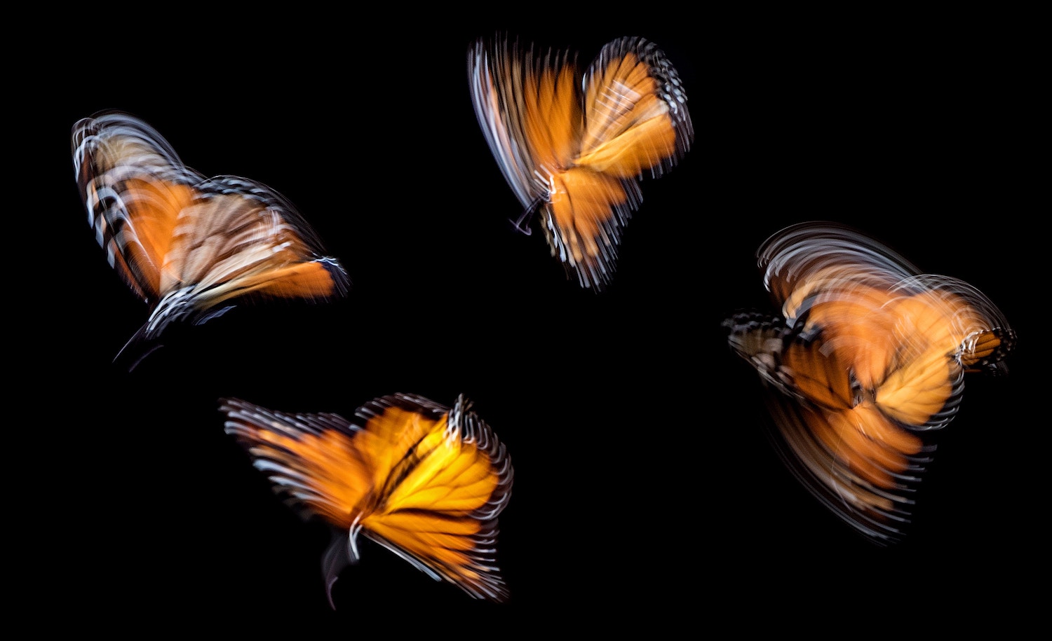 four butterflies representing a family of four, of which an INFJ personality is a part of