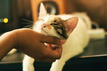 a cat getting his chin scratched by an introvert