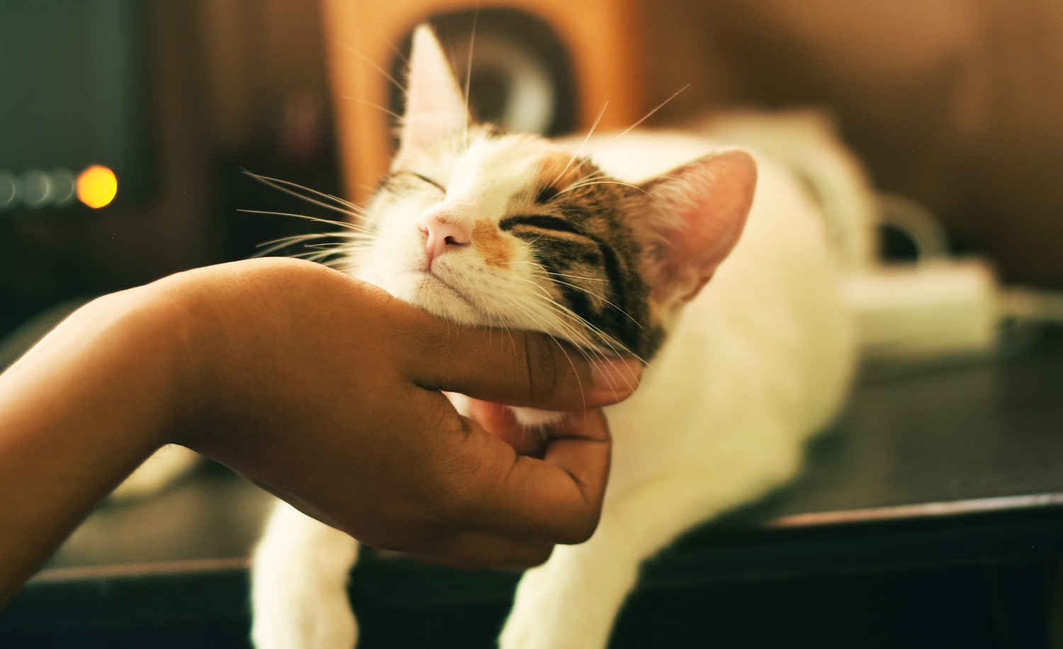 a cat getting his chin scratched by an introvert
