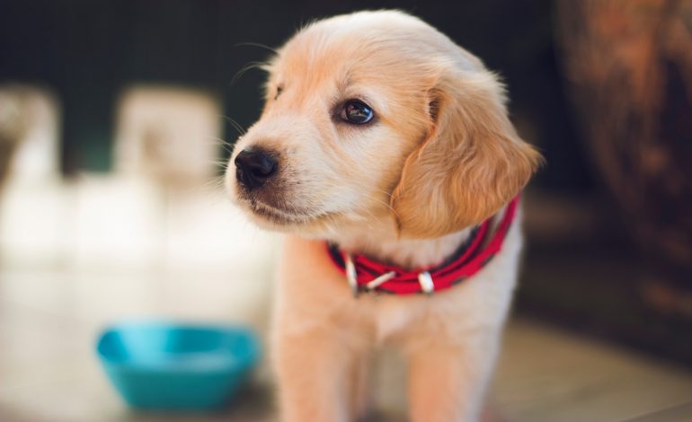 a puppy represents an introvert's special connection with animals