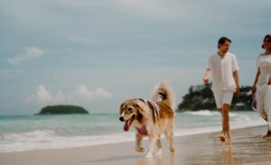 A dog runs on the beach